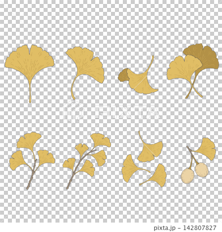A collection of hand-drawn style illustrations of colorful ginkgo leaves and ginkgo nuts. A collection of hand-drawn style illustrations of colorful ginkgo leaves and ginkgo nuts. 142807827