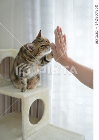 ハイタッチで挨拶する猫 ハイタッチで挨拶する猫 142807850
