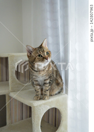ねこのいる窓際の風景 ねこのいる窓際の風景 142807963