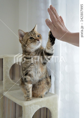 ハイタッチで挨拶する猫 ハイタッチで挨拶する猫 142807995