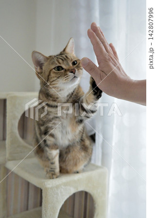 ハイタッチで挨拶する猫 142807996