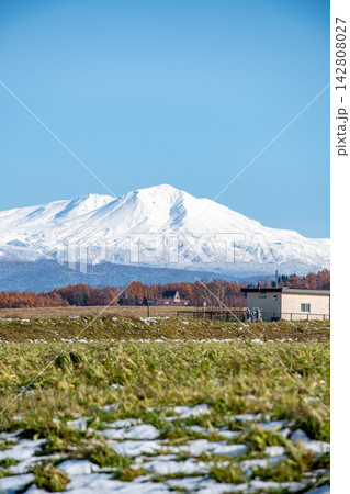 初冬の晴れた日の黄葉のカラマツ林と雪山 大雪山 初冬の晴れた日の黄葉のカラマツ林と雪山 大雪山 142808027