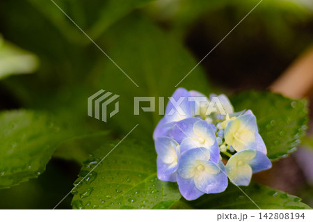 雨に濡れた淡い青色の紫陽花と緑の葉 雨に濡れた淡い青色の紫陽花と緑の葉 142808194