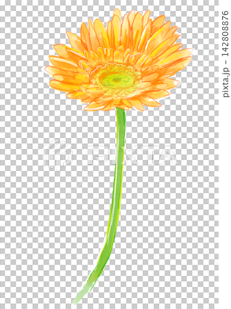 一幅手繪水彩插圖，描繪了盛開的橙色非洲菊。 142808876