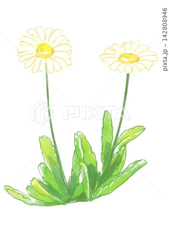 咲き誇るハマギクの花の手描きの水彩イラスト 咲き誇るハマギクの花の手描きの水彩イラスト 142808946