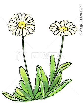 咲き誇るハマギクの花の手描きの線画と水彩イラスト 142808948