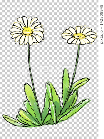咲き誇るハマギクの花の手描きの線画と水彩イラスト 142808948