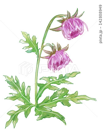 咲き誇るフジアザミの花の手描きの水彩イラスト 咲き誇るフジアザミの花の手描きの水彩イラスト 142808949