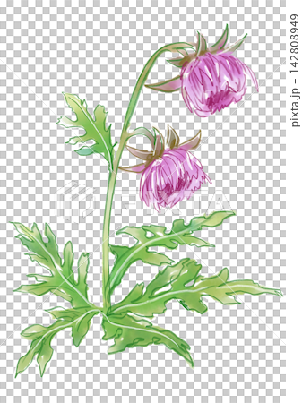 咲き誇るフジアザミの花の手描きの水彩イラスト 咲き誇るフジアザミの花の手描きの水彩イラスト 142808949