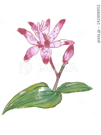 咲き誇るホトトギスの花の手描きの水彩イラスト 咲き誇るホトトギスの花の手描きの水彩イラスト 142808952