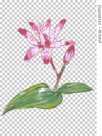 咲き誇るホトトギスの花の手描きの水彩イラスト 咲き誇るホトトギスの花の手描きの水彩イラスト 142808952