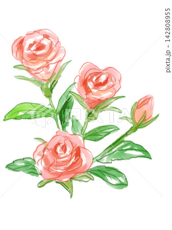 咲き誇るミニバラの花の手描きの水彩イラスト 咲き誇るミニバラの花の手描きの水彩イラスト 142808955