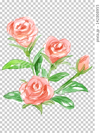 咲き誇るミニバラの花の手描きの水彩イラスト 咲き誇るミニバラの花の手描きの水彩イラスト 142808955