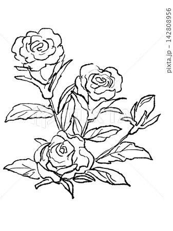 咲き誇るミニバラの花の手描きの線画イラスト 咲き誇るミニバラの花の手描きの線画イラスト 142808956