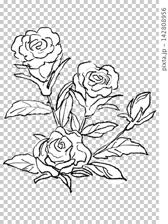 咲き誇るミニバラの花の手描きの線画イラスト 咲き誇るミニバラの花の手描きの線画イラスト 142808956
