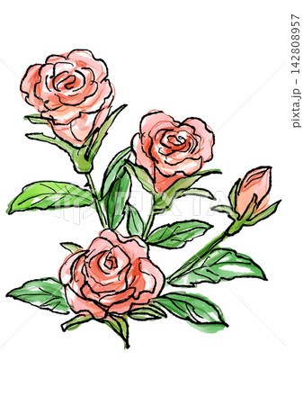 咲き誇るミニバラの花の手描きの線画と水彩イラスト 咲き誇るミニバラの花の手描きの線画と水彩イラスト 142808957