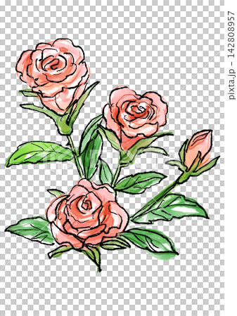 咲き誇るミニバラの花の手描きの線画と水彩イラスト 咲き誇るミニバラの花の手描きの線画と水彩イラスト 142808957