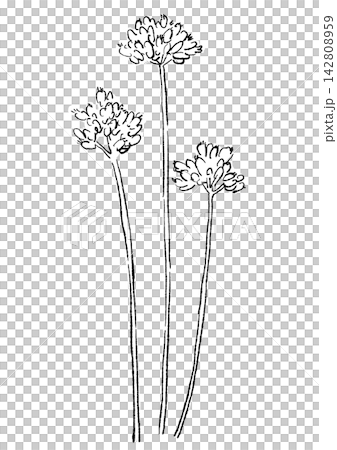 一幅手繪線條藝術插圖，描繪了盛開的野蒜花。 142808959