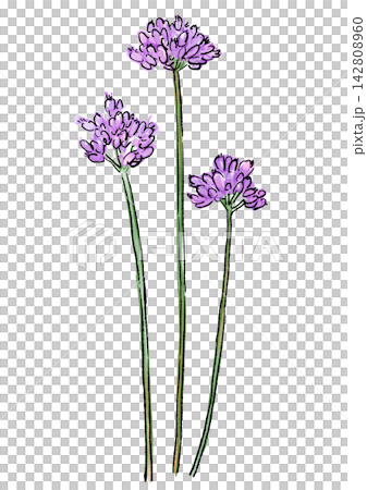 Hand-drawn line art and watercolor illustration of wild garlic flowers in full bloom Hand-drawn line art and watercolor illustration of wild garlic flowers in full bloom 142808960