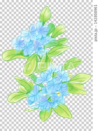 A hand-painted watercolor illustration of blooming plumbago flowers. A hand-painted watercolor illustration of blooming plumbago flowers. 142808961