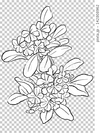 A hand-drawn line art illustration of blooming plumbago flowers. A hand-drawn line art illustration of blooming plumbago flowers. 142808962
