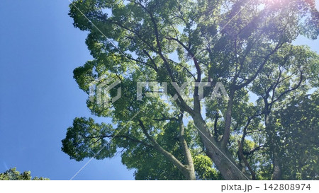 新緑の木のシルエットと太陽の光が差し込む 新緑の木のシルエットと太陽の光が差し込む 142808974