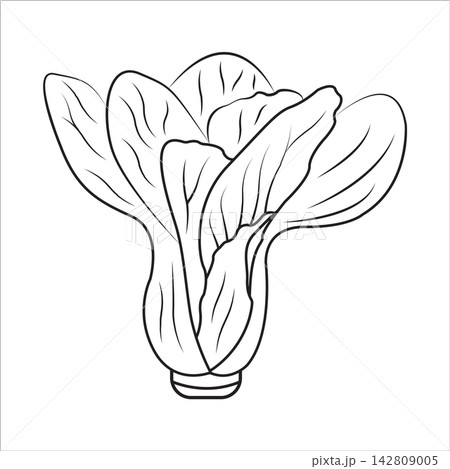 Bok Choy Vegetable Black and White Line Art Vector Illustration Isolated on White Background 142809005