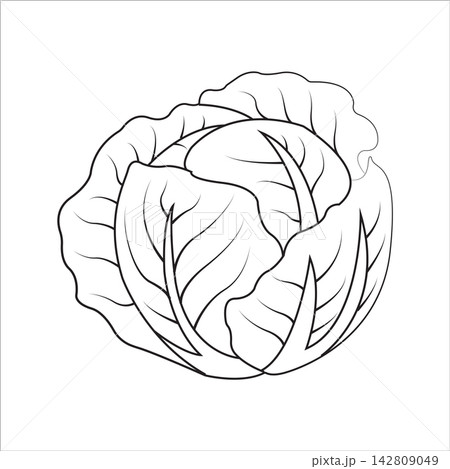 Illustration of fresh cabbage on a white background. 142809049