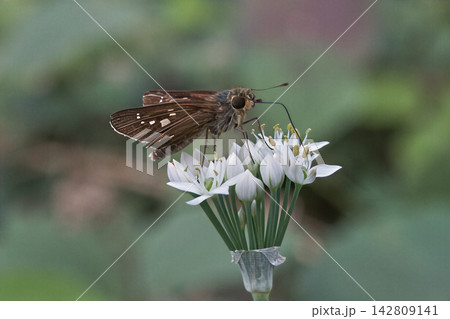 蛾かと思いきやイチモンジセセリというチョウでした ニラの花を吸蜜するイチモンジセセリチョウ 蛾かと思いきやイチモンジセセリというチョウでした ニラの花を吸蜜するイチモンジセセリチョウ 142809141