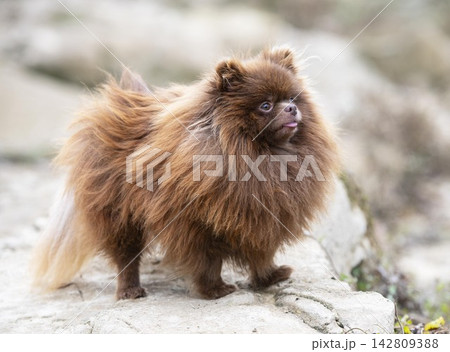 pomeranian in nature 142809388