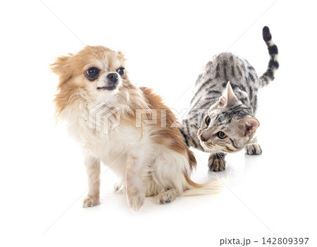 bengal cat and chihuahua 142809397
