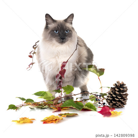 siberian cat in studio siberian cat in studio 142809398