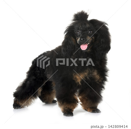 poodle in studio 142809414