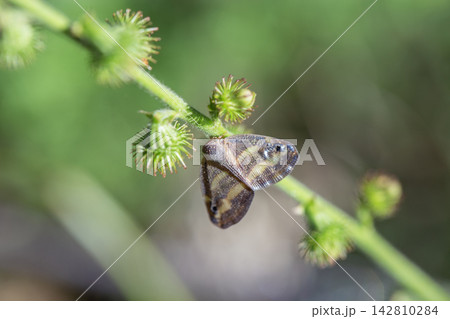 Small brown moth insect sitting on a green plant branch macro close up background Small brown moth insect sitting on a green plant branch macro close up background 142810284