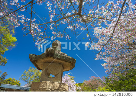広島 厳島神社 境内の春景色 広島 厳島神社 境内の春景色 142810300