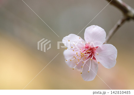 今年も春の訪れを告げる梅の花 142810485