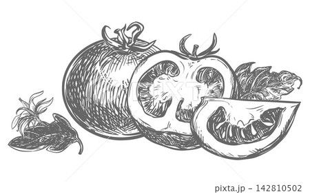 A composition of a pomidoro whole, half, slice and leaves lying on a table. Detailed ink vector drawing imitating an engraving. Farm tomatoes in retro style. Botanical illustration of a ripe vegetable A composition of a pomidoro whole, half, slice and leaves lying on a table. Detailed ink vector drawing imitating an engraving. Farm tomatoes in retro style. Botanical illustration of a ripe vegetable 142810502