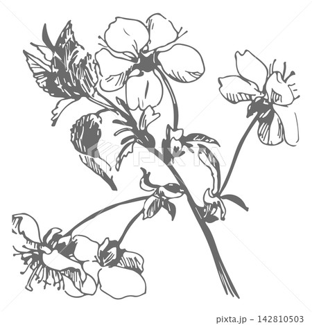 Vector sketch of a sakura. Line drawing of a blossoming cherry branch. Imitation of an old etching technique. Clipart for spring cards, greetings, and wedding invitations. Hand drawn clipart. Vector sketch of a sakura. Line drawing of a blossoming cherry branch. Imitation of an old etching technique. Clipart for spring cards, greetings, and wedding invitations. Hand drawn clipart. 142810503