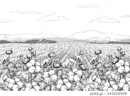 Vector sketch of a cotton field. Rural landscape with mountains. Cotton leaves and flowers, detailed illustration of a farm in engraving style. Collection of raw materials for textiles. Harvest time. 142810509