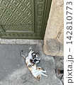 Cat breast feeding her kittens on the street. 142810773