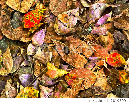 Dead leaves covering the ground 142810800