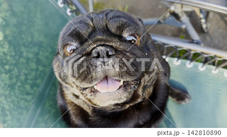 Top view of funny black pug dog looks into camera with curious and expressive face. The close perspective highlights its playful personality. The scene captures humor and lighthearted moment with pet Top view of funny black pug dog looks into camera with curious and expressive face. The close perspective highlights its playful personality. The scene captures humor and lighthearted moment with pet 142810890