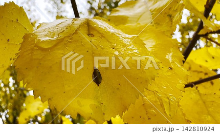 Close up of rain droplets clinging to bright yellow leaves in autumn. The moisture enhances the rich color and fine texture, capturing the quiet mood of a rainy fall day Close up of rain droplets clinging to bright yellow leaves in autumn. The moisture enhances the rich color and fine texture, capturing the quiet mood of a rainy fall day 142810924