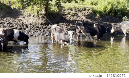 Small herd of cows stands in a shallow river, cooling off on a hot summer day. The calm water reflects the sunlight as the animals rest and seek relief from the heat in a peaceful rural landscape Small herd of cows stands in a shallow river, cooling off on a hot summer day. The calm water reflects the sunlight as the animals rest and seek relief from the heat in a peaceful rural landscape 142810971