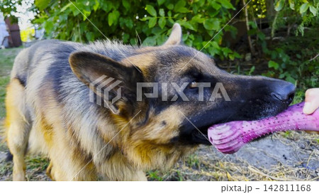 German shepherd dog playfully tugs on toy held by female hand at summer garden. The scene conveys fun, bonding, and joyful interaction between human and pet at nature. Slow motion German shepherd dog playfully tugs on toy held by female hand at summer garden. The scene conveys fun, bonding, and joyful interaction between human and pet at nature. Slow motion 142811168