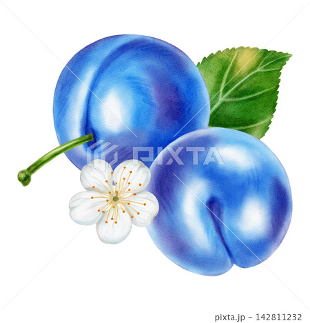Watercolor illustration of plums: whole fruit, half, pit, flower, leaf, isolated on a white background. Perfect for product logo, posters, packaging, textile, market advertising, label, card Watercolor illustration of plums: whole fruit, half, pit, flower, leaf, isolated on a white background. Perfect for product logo, posters, packaging, textile, market advertising, label, card 142811232