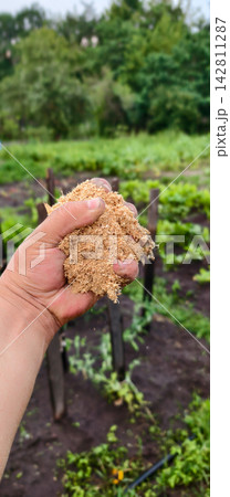 Hand holding a pile of wood sawdust, preparing to spread it as organic mulch on garden soil for healthy plant growth and soil enrichment. Hand holding a pile of wood sawdust, preparing to spread it as organic mulch on garden soil for healthy plant growth and soil enrichment. 142811287