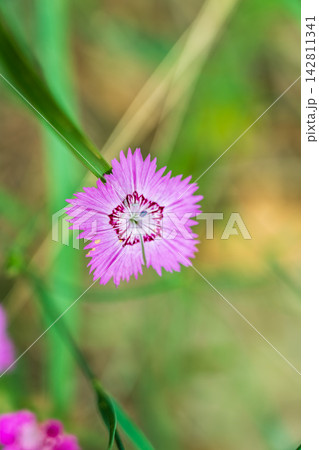 Beautiful hot pink carnation field flowers, Dianthus Campestris, close up, selected focus. Beautiful hot pink carnation field flowers, Dianthus Campestris, close up, selected focus. 142811341