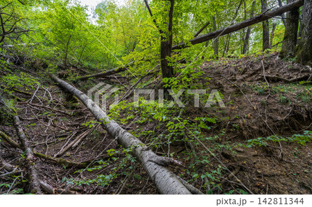 Mountain slope with fallen trees. Mountain landscape with fallen trees and red clay soil Mountain slope with fallen trees. Mountain landscape with fallen trees and red clay soil 142811344