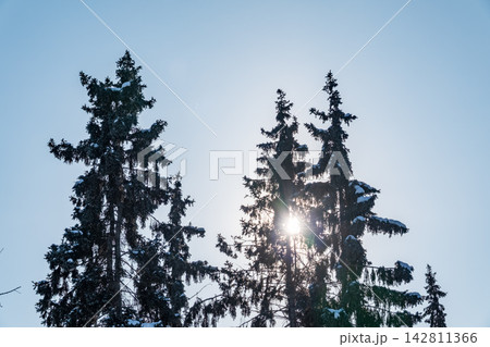 Green spruce branches with needles and cones against a blue sky in winter. Many cones on spruce. Fir tree. 142811366